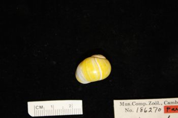 Media type: image; Malacology 186270